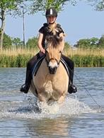 Lieve, brave fjord te koop, Dieren en Toebehoren, Gechipt, B, Ruin, 11 jaar of ouder