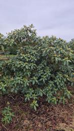 Veel verschillende rhododendrons in maten leverbaar, Ophalen of Verzenden, Minder dan 100 cm