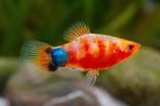 Platy bleeding hart, Vis