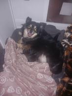 Te koop    4  chihuahua  pups, Dieren en Toebehoren, Honden | Chihuahua's en Gezelschapshonden, 8 tot 15 weken, Parvo, Meerdere