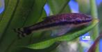 Otocinclus affinis, Dieren en Toebehoren, Vis, Zoetwatervis, Schoolvis