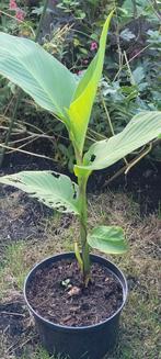 Canna, Ophalen, Zomer, Overige soorten, Volle zon
