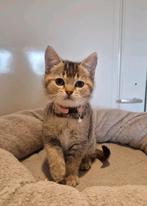 Prachtig lief brits/ britse korthaar kitten, Dieren en Toebehoren, Katten en Kittens | Raskatten | Korthaar, Poes, Gechipt, 0 tot 2 jaar