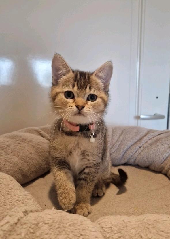 Prachtig lief brits/ britse korthaar kitten, Dieren en Toebehoren, Katten en Kittens | Raskatten | Korthaar, Poes, 0 tot 2 jaar