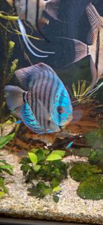 3 Discusvissen kleur blauw, Vis, Zoetwatervis