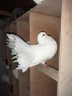 Duiven pauwstaarten, witte duiven en birmingham rollers, Dieren en Toebehoren, Vogels | Duiven, Meerdere dieren, Overige soorten