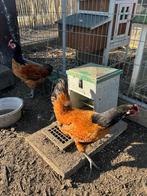 Vorwerk haan + hen te koop, Dieren en Toebehoren, Pluimvee, Mannelijk, Kip