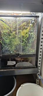 Exo terra 45x45x60 Terrarium Paludarium Gifkikkers, Dieren en Toebehoren, Reptielen en Amfibieën | Toebehoren, Ophalen, Gebruikt