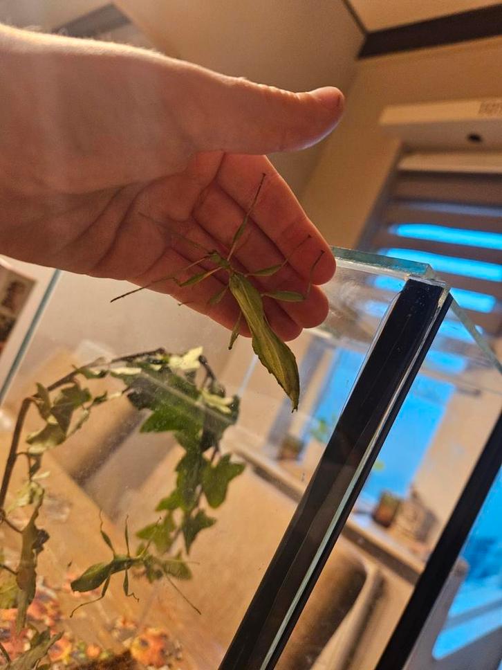 Wandelend blad, Dieren en Toebehoren, Insecten en Spinnen, Wandelende tak