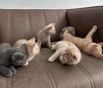 Britse korthaar kittens, Meerdere dieren