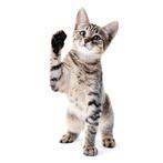 helmond sport kaart, Sport en Fitness, Voetbal, Ophalen, Gebruikt, Maat XL, Overige typen