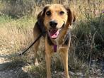 Baila, een hele lieve, vrolijke hond, Dieren en Toebehoren, Honden | Niet-rashonden, Particulier, Rabiës (hondsdolheid), 1 tot 2 jaar