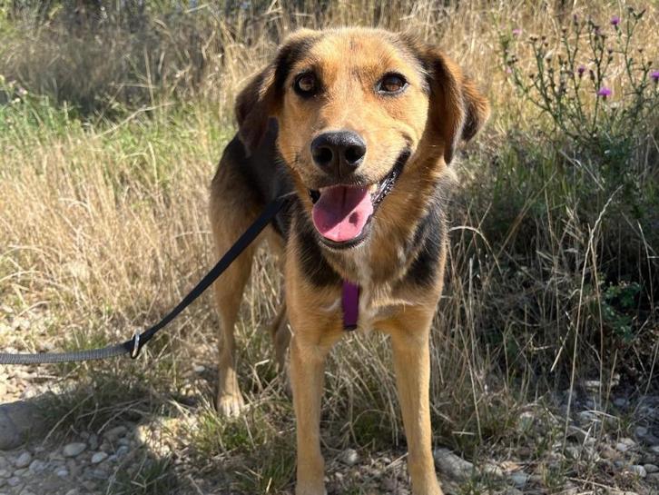Baila, een hele lieve, vrolijke hond (Baila is in Nederland), Dieren en Toebehoren, Honden | Niet-rashonden, Middel, Teef, Particulier