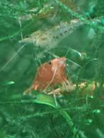 Wildkleur en andere garnalen, Dieren en Toebehoren, Kreeft, Krab of Garnaal