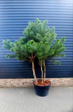 Pinus nigra 250-300❗️🌲meerstam🌲❗️, Ophalen, Zomer, Volle zon