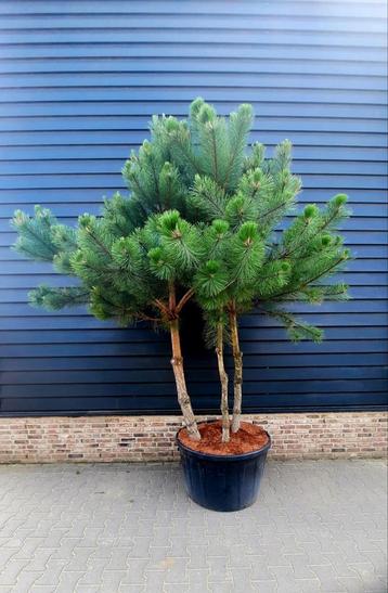 Pinus nigra 250-300❗️🌲meerstam🌲❗️ beschikbaar voor biedingen