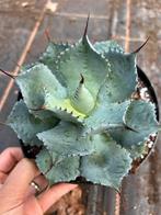Agave potatorum pot17cm, Tuin en Terras, Ophalen of Verzenden, Bloeit niet, Overige soorten, Volle zon