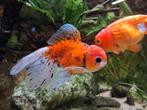 Oranda goudvissen, nu slechts €35! VIJVER CENTRUM APELDOORN, Dieren en Toebehoren, Vissen | Aquariumvissen, Vis