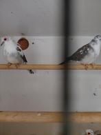 Te koop bonte diamantduifjes, Dieren en Toebehoren, Vogels | Overige Vogels, Meerdere dieren