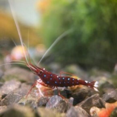 Caridina Dennerli (kardinaal garnaal), Dieren en Toebehoren, Vissen | Aquariumvissen, Zoetwatervis, Kreeft, Krab of Garnaal, Schoolvis