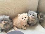 Prachtige Perzische Kittens, Dieren en Toebehoren, Katten en Kittens | Raskatten | Langhaar, Meerdere dieren, Ontwormd