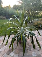 Dracaena Burley, Huis en Inrichting, Kamerplanten, Ophalen, Overige soorten, 100 tot 150 cm