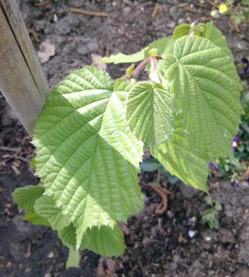 Hazelaar ( corylus avellana ) beschikbaar voor biedingen