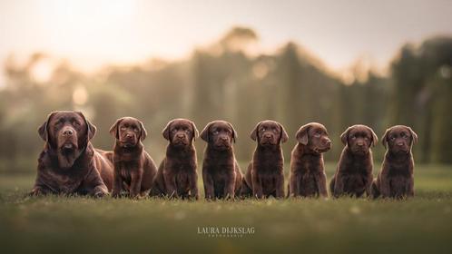 Chocola bruine labrador pups showlijn : stamboom & paspoort, Dieren en Toebehoren, Honden | Retrievers, Spaniëls en Waterhonden