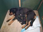 Puppy's 2/3 benner 1/3boulab, Dieren en Toebehoren, Honden | Beagles, Bassets en Lopende honden, Overige rassen, 8 tot 15 weken