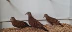 Talpakotie duifjes te koop, Dieren en Toebehoren, Vogels | Duiven, Meerdere dieren, Overige soorten