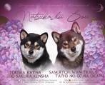 Shiba Inu pups met FCI stamboom, België, Particulier, Rabiës (hondsdolheid), 8 tot 15 weken
