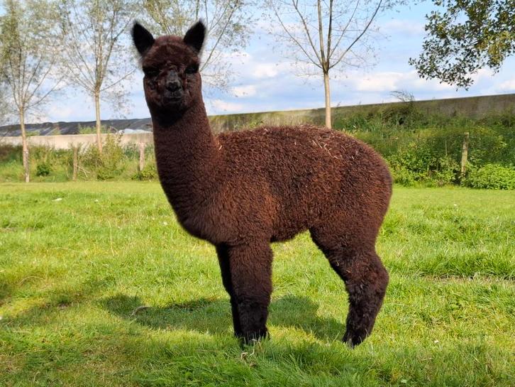 Prachtig merrie veulentje te koop, Dieren en Toebehoren, Overige Dieren, Vrouwelijk, Mei