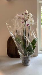 Grote Orchidee, Ophalen