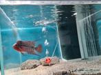Flowerhorn Red Pearl Cichlide, Vis, Zoetwatervis