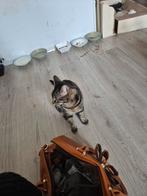 Kater, Dieren en Toebehoren, Katten en Kittens | Overige Katten, Kater, Kortharig, 0 tot 2 jaar