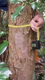 Taxus Stam (Boom), 6 meter, Ophalen