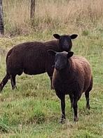 2 lammeren, Dieren en Toebehoren, Schapen, Geiten en Varkens, Meerdere dieren, Schaap, 0 tot 2 jaar