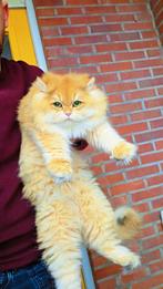 ** Te koop: prachtige British Longhair kater **
 
 **R, Dieren en Toebehoren, Katten en Kittens | Raskatten | Langhaar, Kater