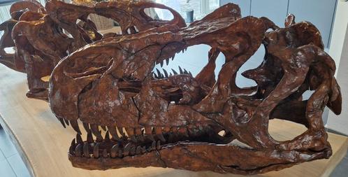 Dinosaurus schedel replica 1:1, Verzamelen, Mineralen en Fossielen, Fossiel, Ophalen of Verzenden