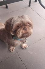 Shih tzu choco dekreu, 6 jaar of ouder, Reu, Eén hond, Nederland