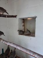 Californische kuifkwartel 4 hennen, Dieren en Toebehoren, Meerdere dieren, Tropenvogel