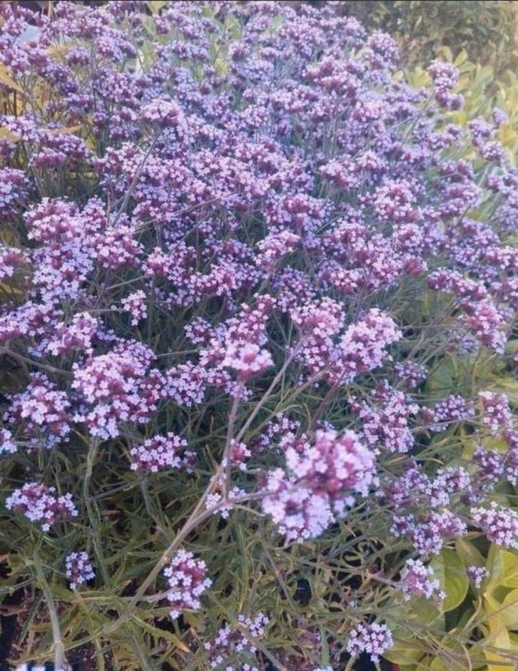 Verschillende soorten vaste planten lavendel, Salvia etc, Tuin en Terras, Planten | Tuinplanten, Overige soorten, Volle zon, Zomer