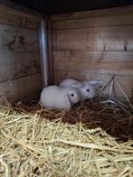 Nederlandse dwerghangoor x minilop Ram/Voedster, Dieren en Toebehoren, Konijnen, Meerdere dieren, Dwerg, 0 tot 2 jaar