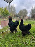 Koppel brahma kippen, Dieren en Toebehoren, Pluimvee, Meerdere dieren, Kip