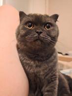 Mix Brits Korthaar x Scottish Fold, Ophalen of Verzenden