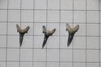 Haaientanden Boven-Krijt, Verzamelen, Mineralen en Fossielen, Ophalen of Verzenden, Fossiel