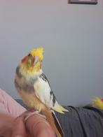 Nog steeds vermist!!, Mannelijk, Parkiet