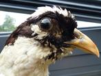 Oude Taxidermie Opgezette Fazant met lange staart 1.30 lang, Ophalen of Verzenden, Gebruikt, Vogel, Opgezet dier