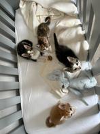 3 lieve kittens zoeken een huisje, Dieren en Toebehoren, Meerdere dieren, 0 tot 2 jaar