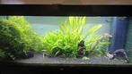 Juwel Rio 240, met onderkast., Ophalen, Gebruikt, Gevuld zoetwateraquarium